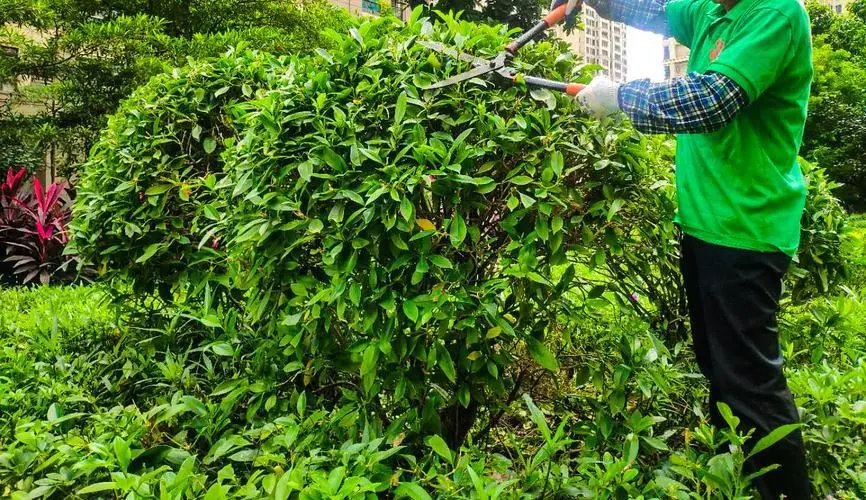 碧水園林2期綠化工程
