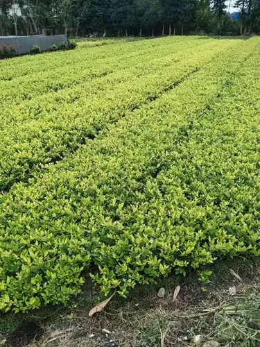 三月綠化工程文案短句子